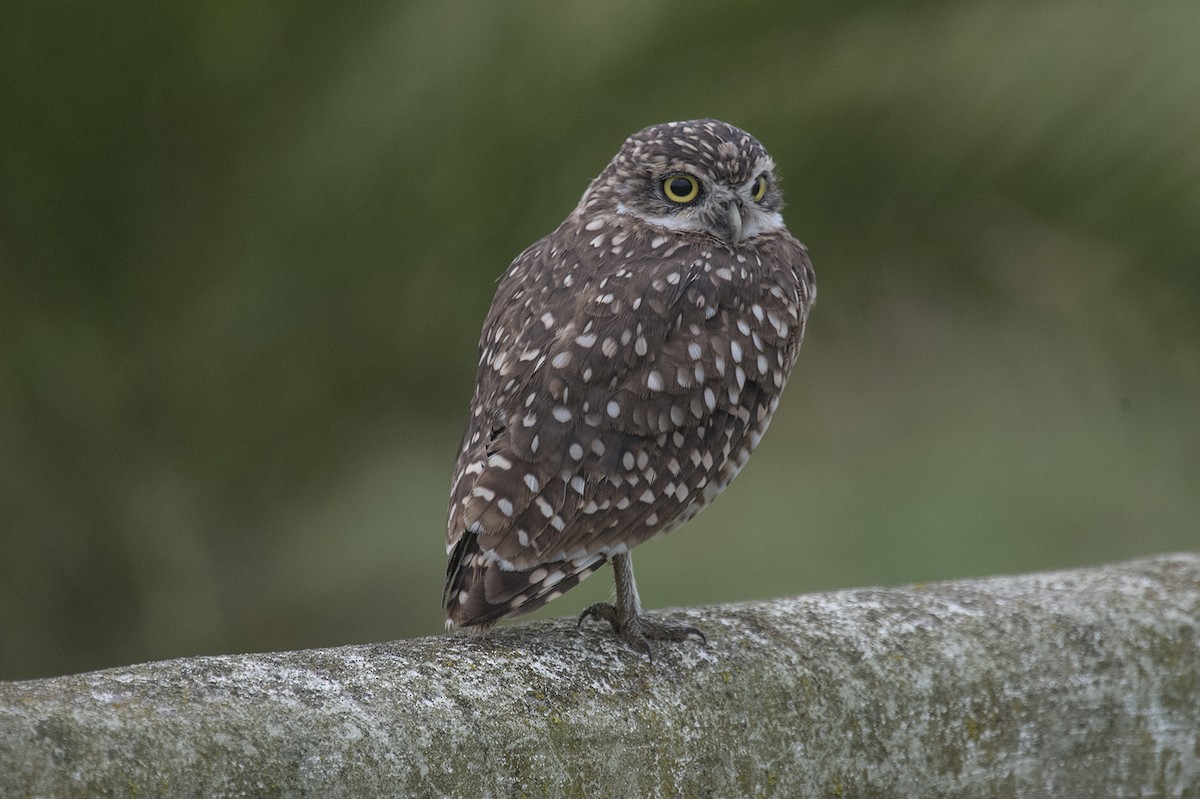 Burrowing Owl - ML560520331