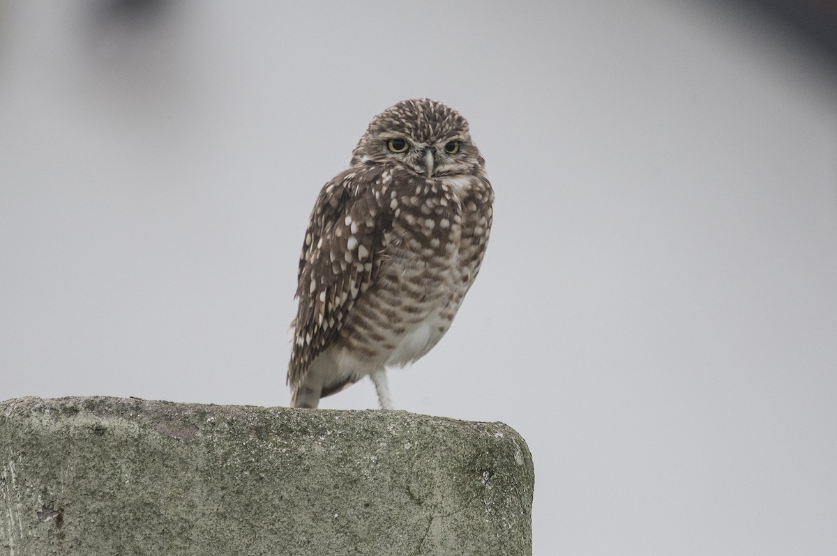 Burrowing Owl - ML560520421