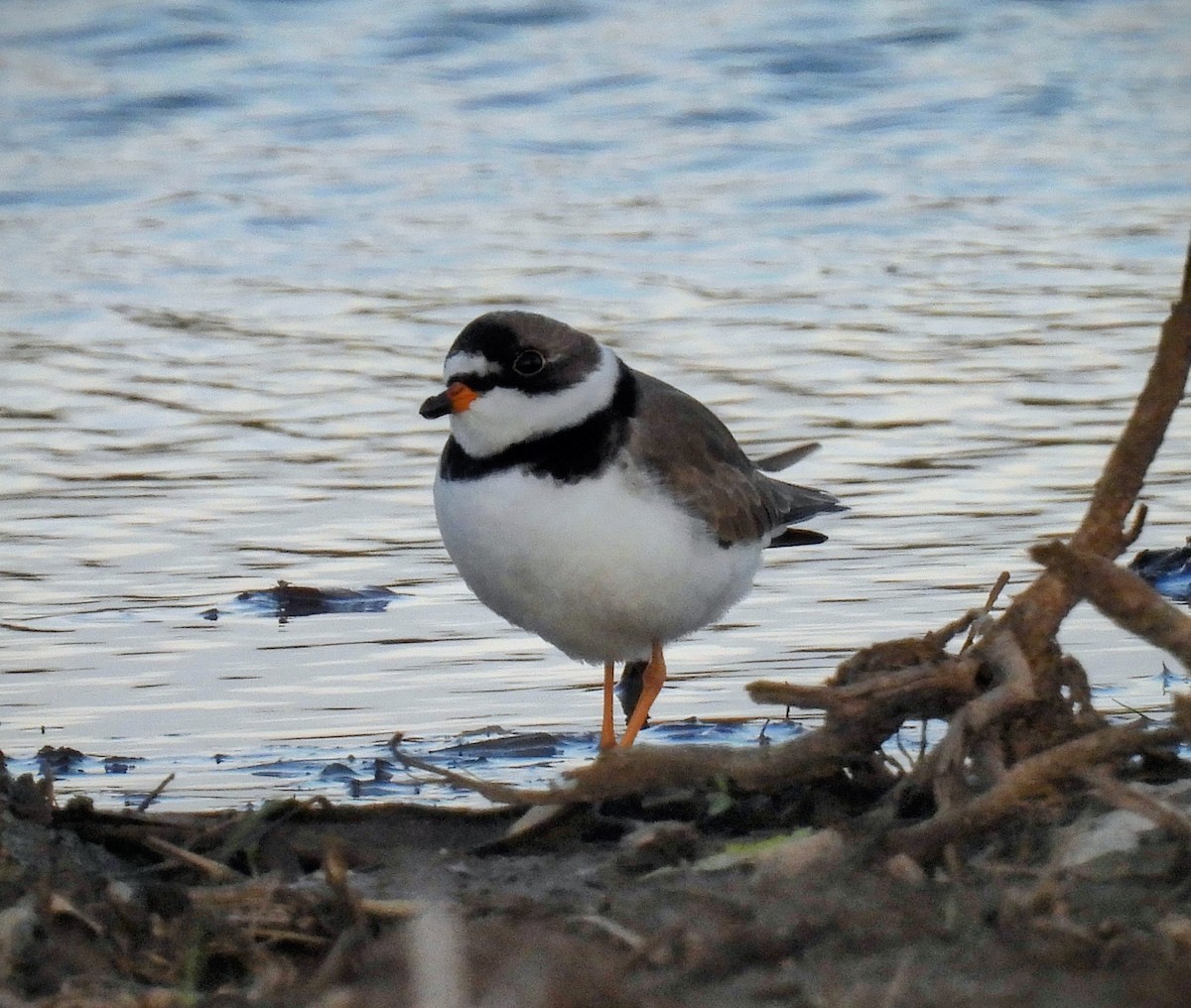 Semipalmated Plover - ML560523101