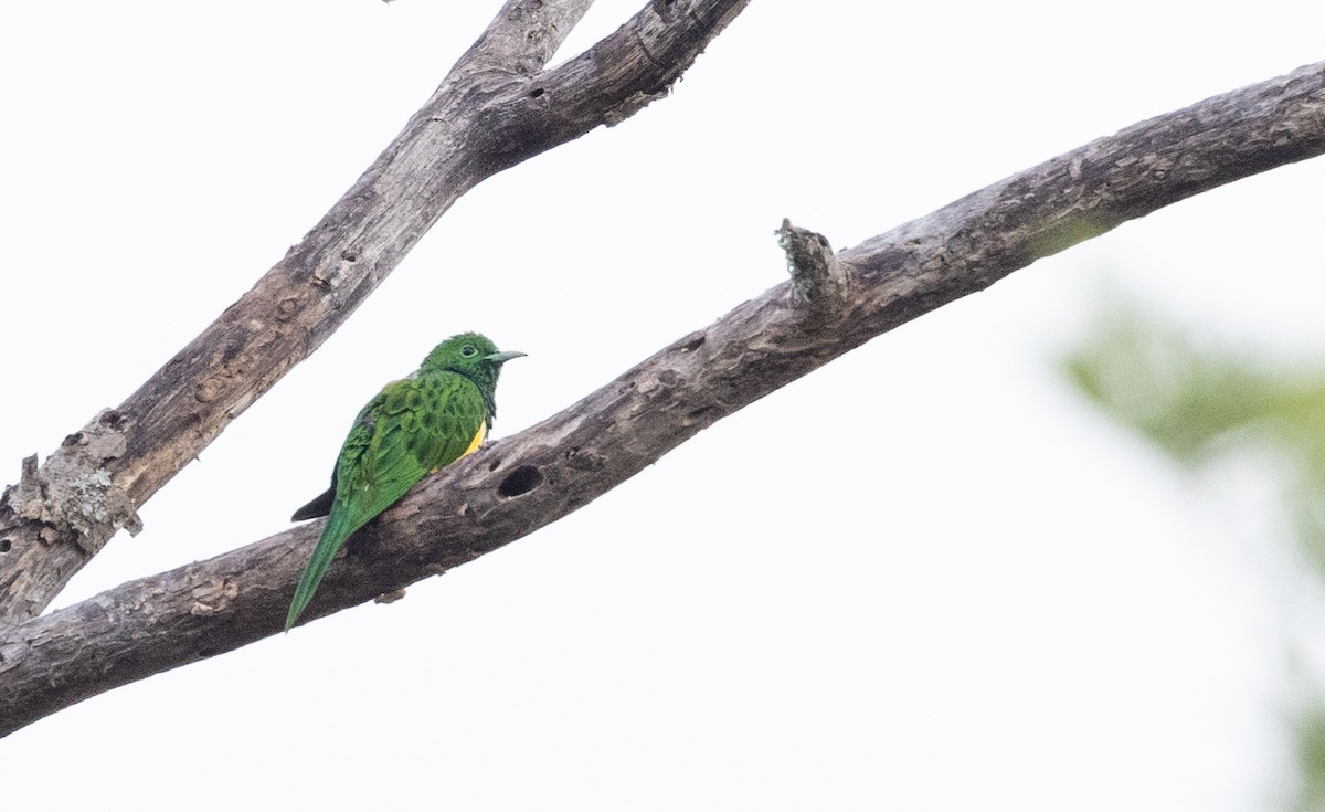 African Emerald Cuckoo (African) - ML560526671