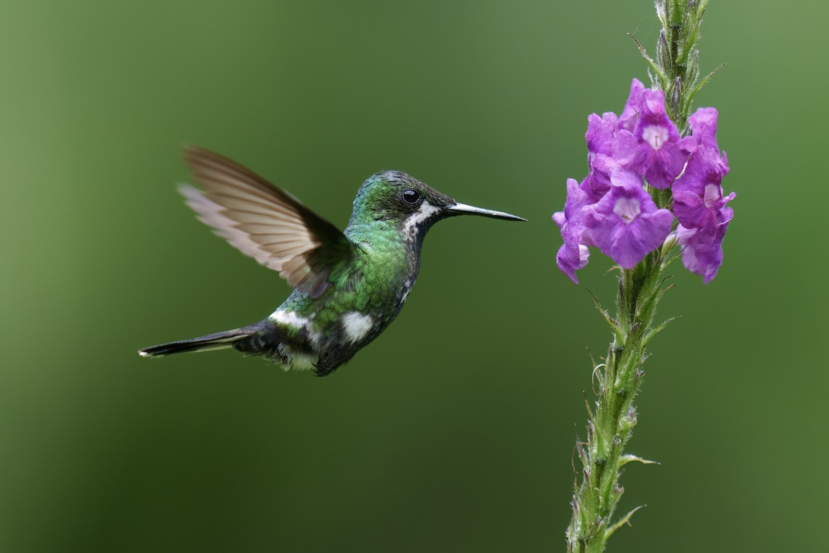 kolibřík trnoocasý - ML560529841