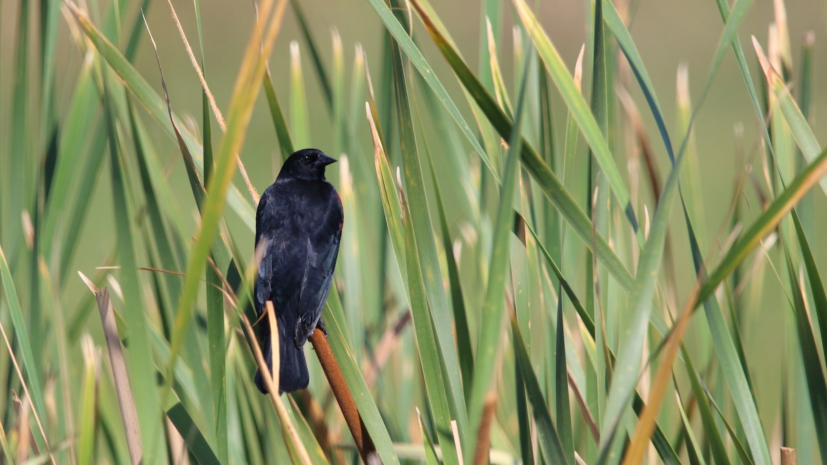 Red-winged Blackbird (Mexican Bicolored) - ML560530231