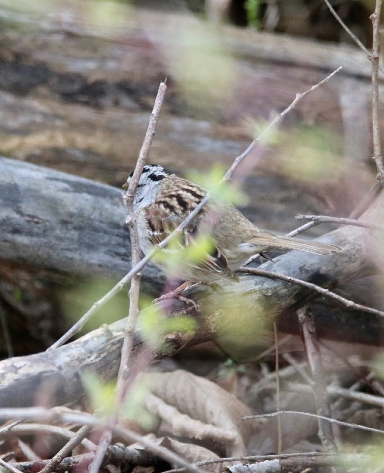 White-crowned x White-throated Sparrow (hybrid) - ML560532551