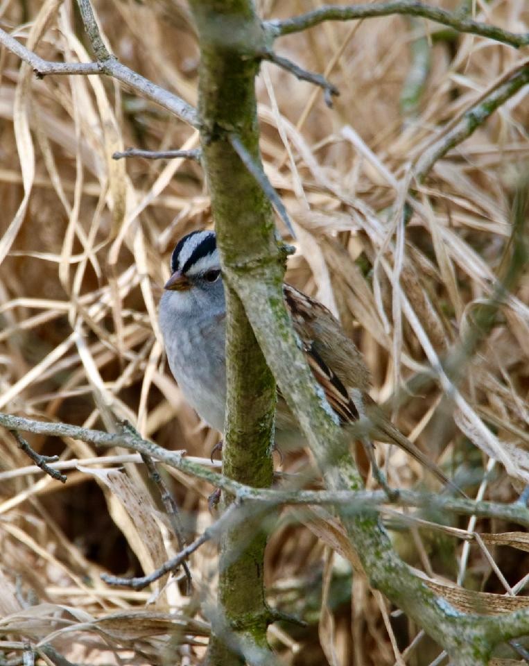 White-crowned x White-throated Sparrow (hybrid) - ML560532581