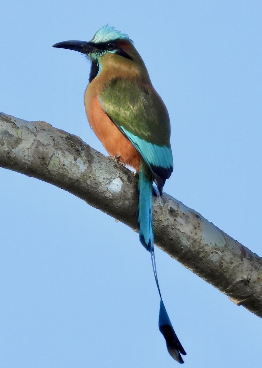 Turquoise-browed Motmot - Pat Hare
