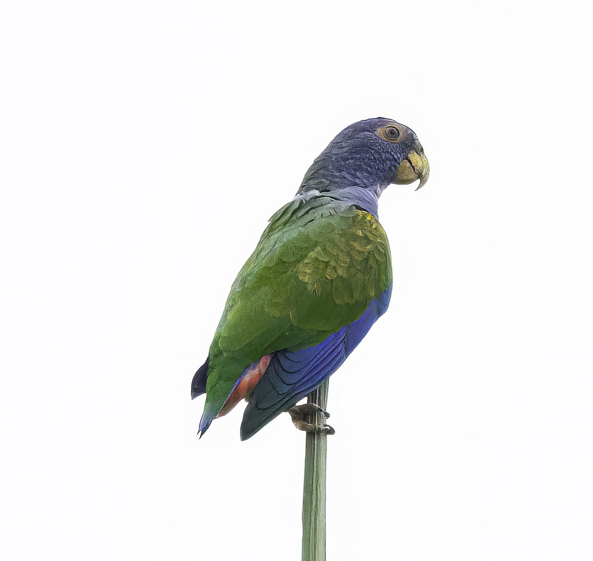 White-crowned Parrot - ML560537251