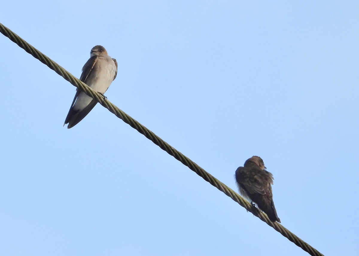 Northern Rough-winged Swallow - ML560538021