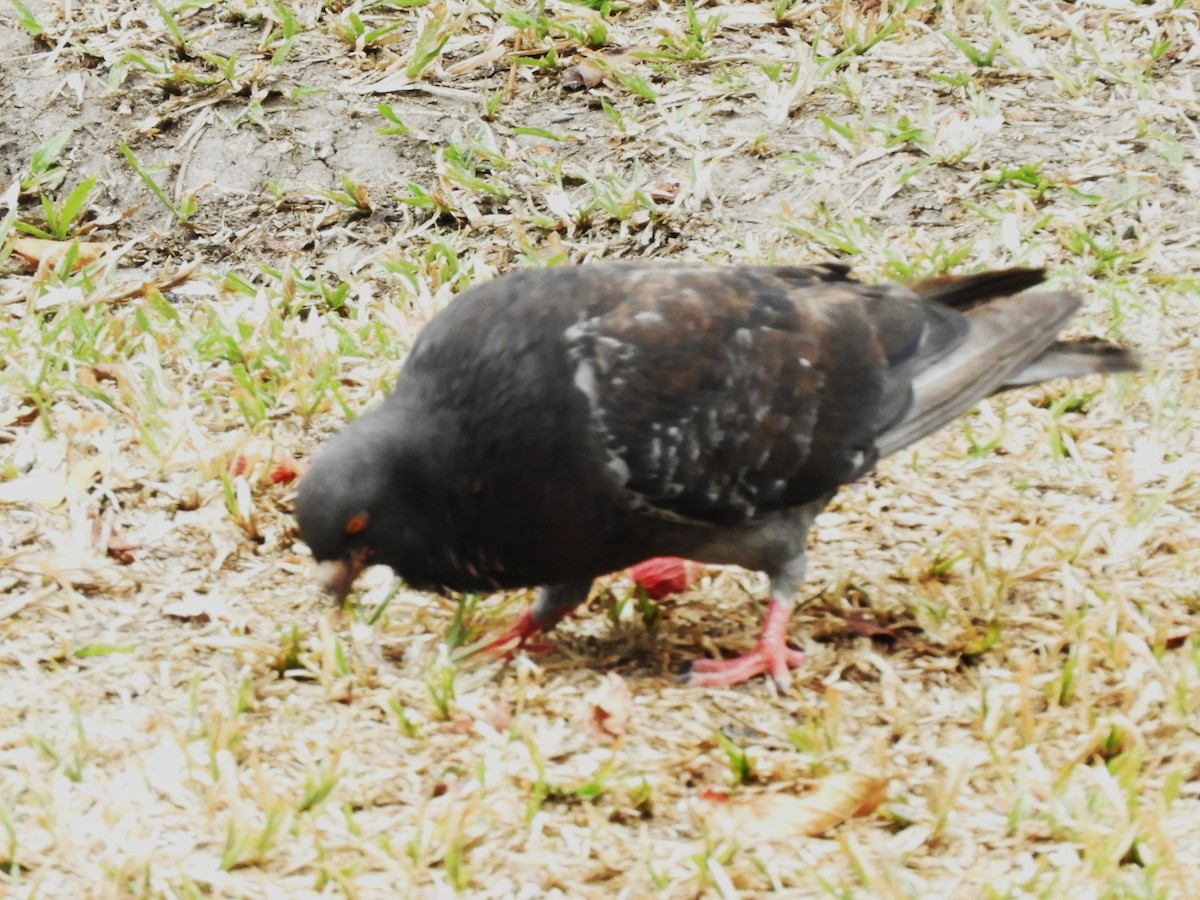Rock Pigeon (Feral Pigeon) - ML560539681