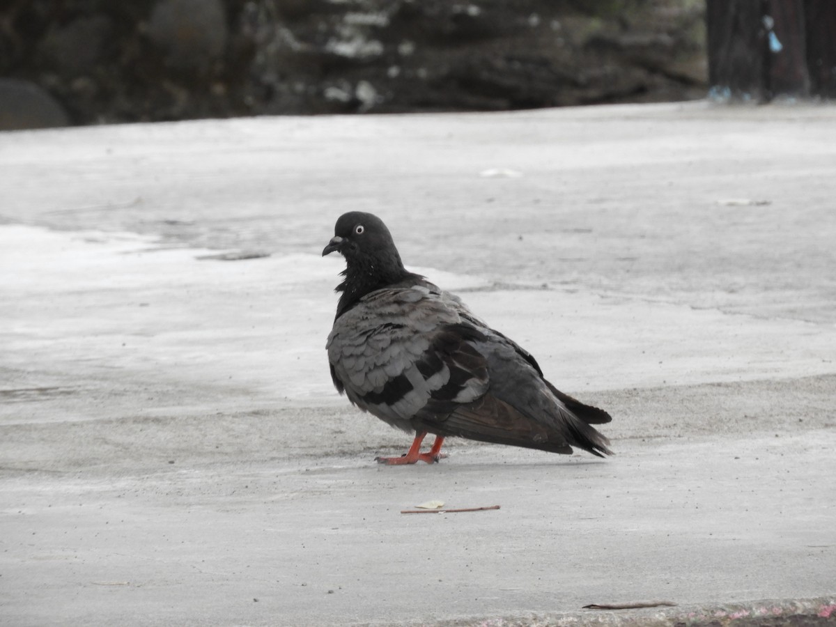Rock Pigeon (Feral Pigeon) - ML560544121