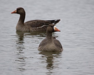 Greater White-fronted Goose, ML56054611