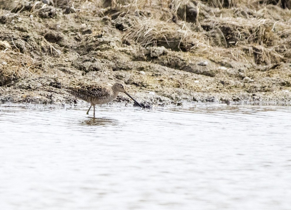 Long-billed Dowitcher - ML56054671
