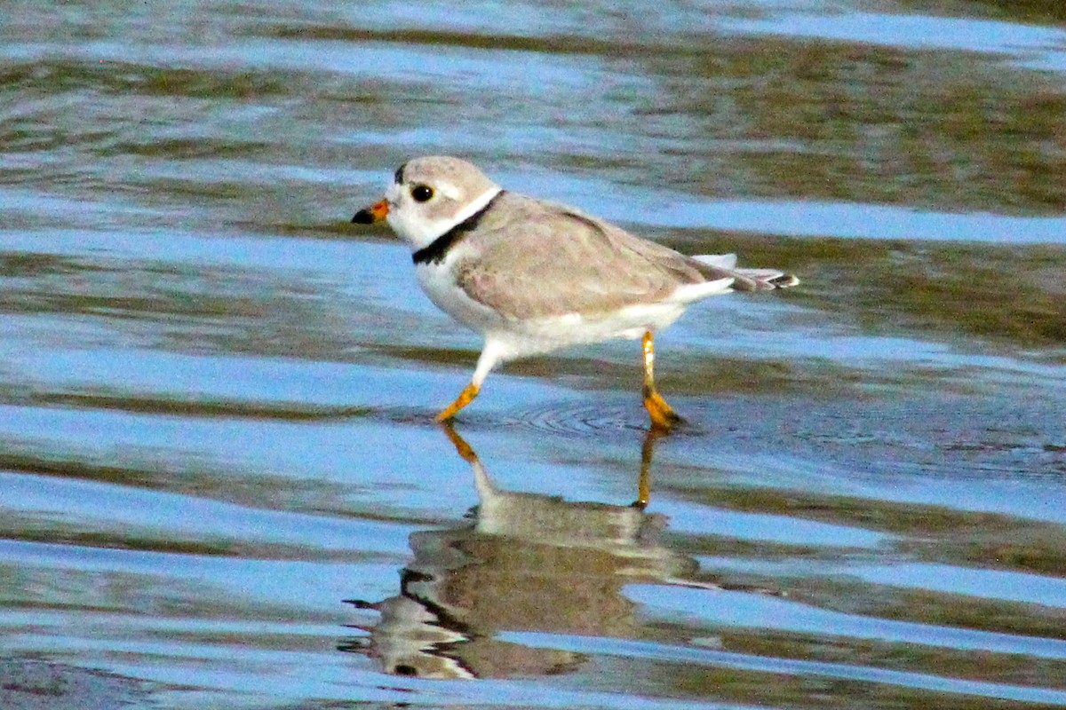 Piping Plover - ML560547381