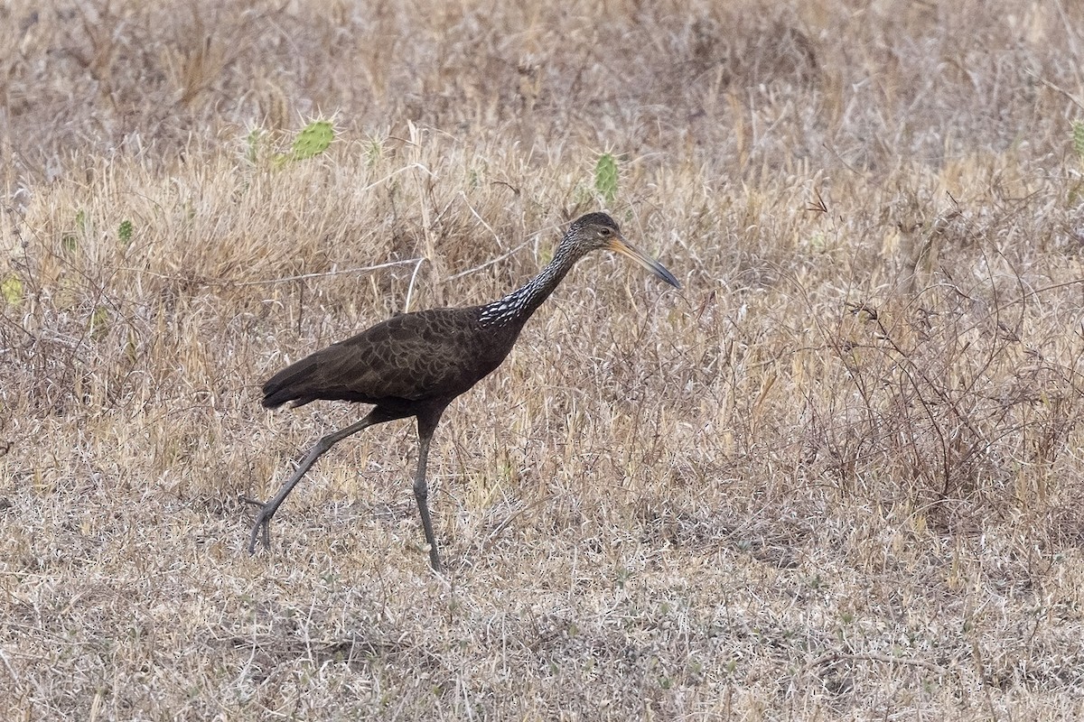 Limpkin (Brown-backed) - ML560548641