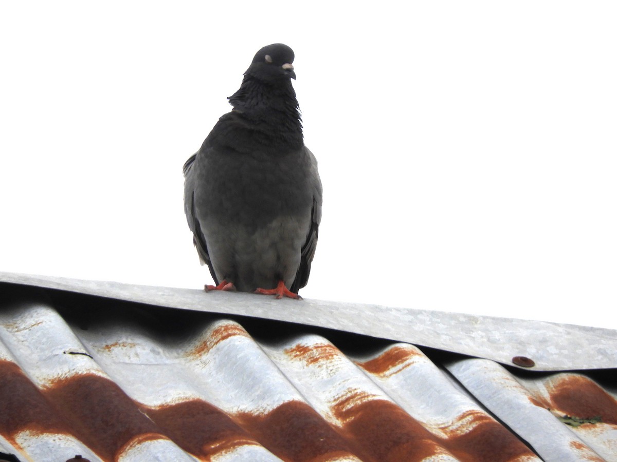 Rock Pigeon (Feral Pigeon) - ML560549931