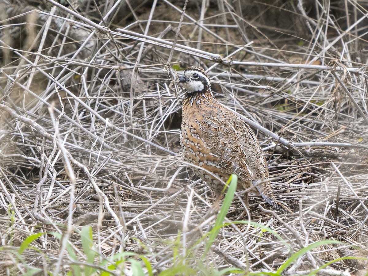 Ebird Checklist 19 Apr 2023 King Ranch Norias Division Kenedy Co 77 Species 1 Other 