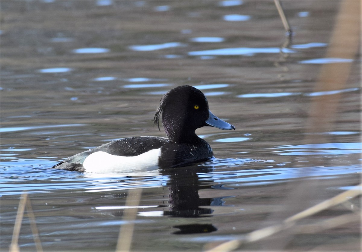 Tufted Duck - ML560551711