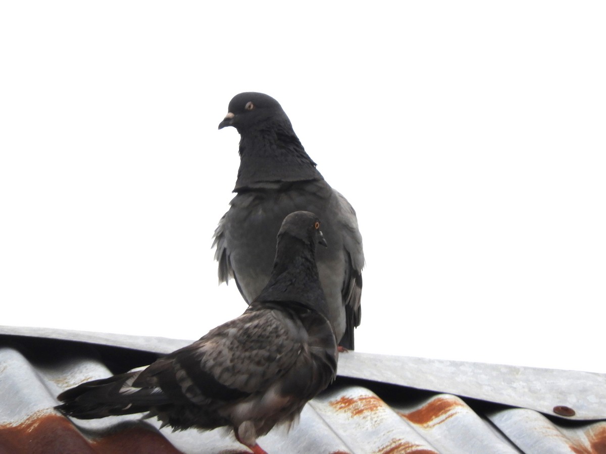 Rock Pigeon (Feral Pigeon) - ML560553391