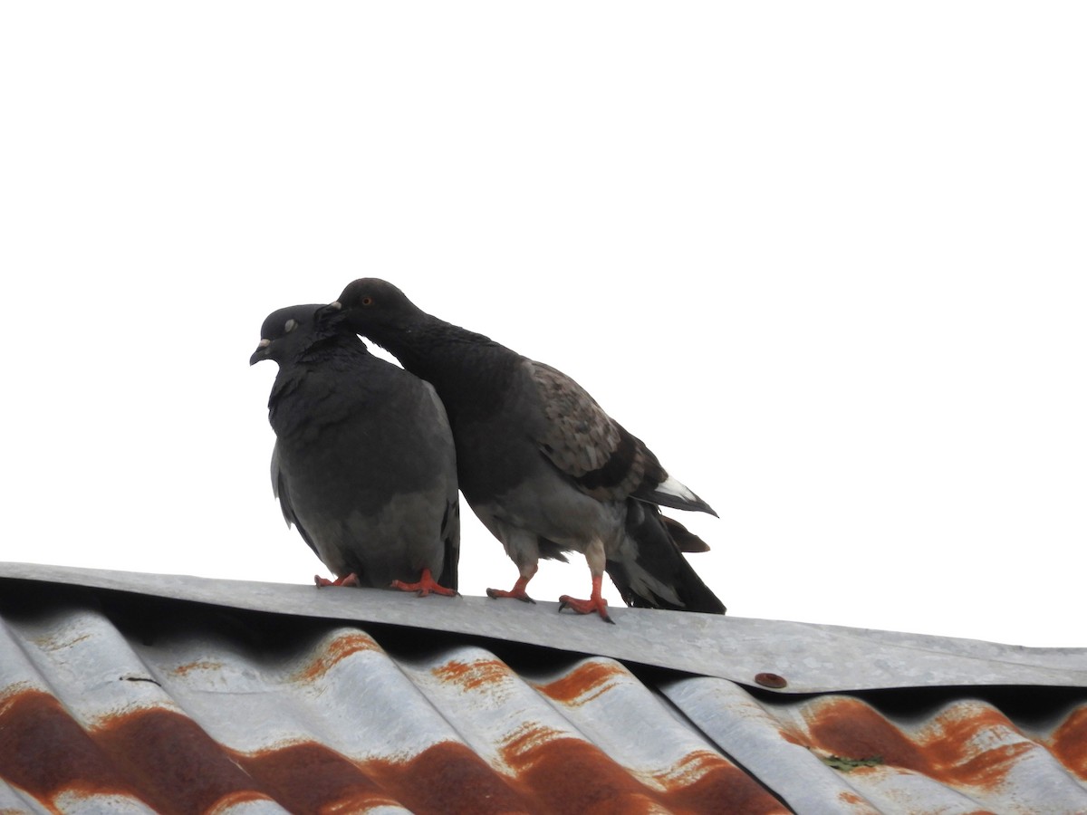 Rock Pigeon (Feral Pigeon) - ML560553541