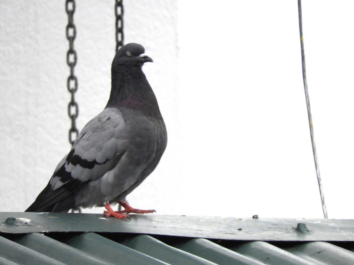 Rock Pigeon (Feral Pigeon) - ML560553641