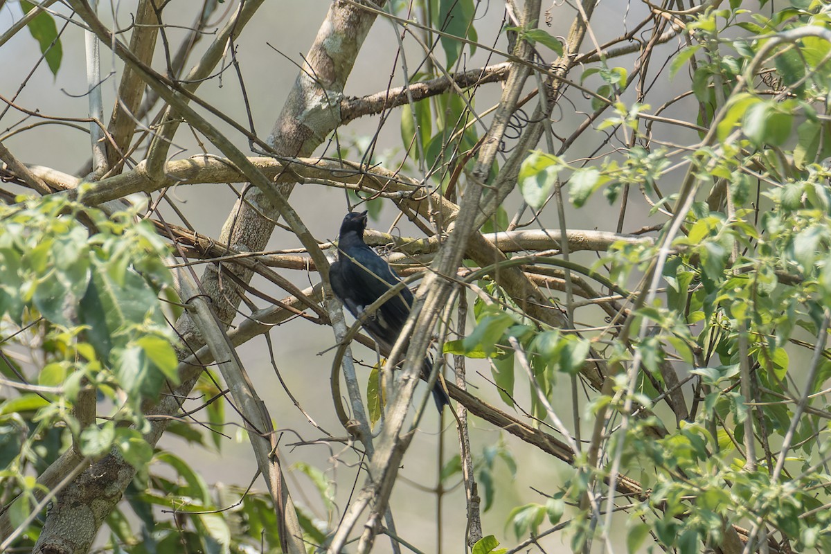 Square-tailed Drongo-Cuckoo - ML560556341