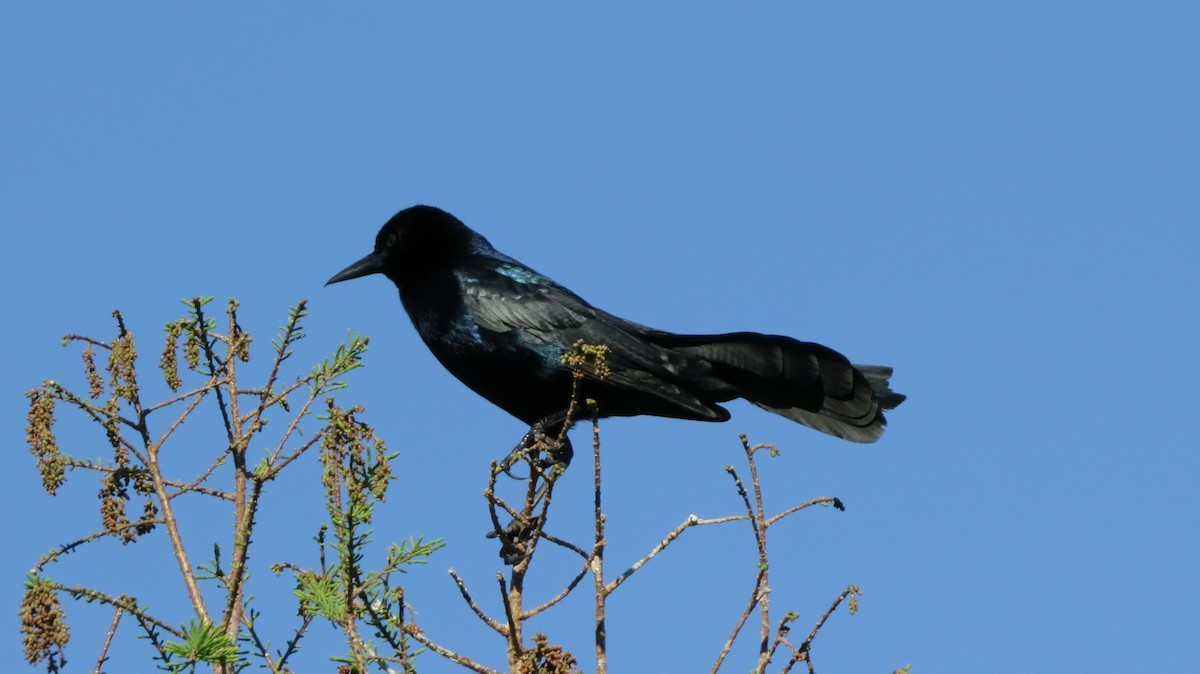 Boat-tailed Grackle - ML560556761