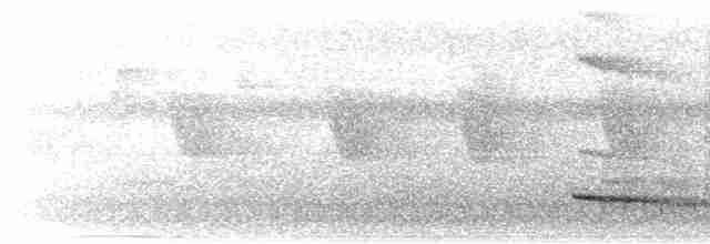 Ошейниковый зимородок - ML560557461