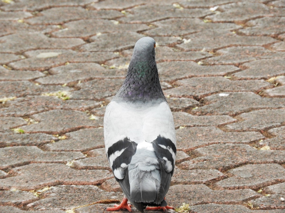 Rock Pigeon (Feral Pigeon) - ML560559171
