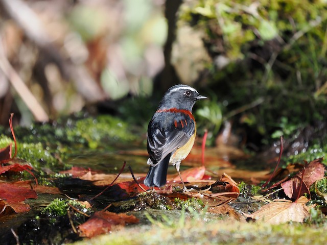 羅本製所 Robin 象足文明-菊紋 羅本製所 Robin 象足文明-菊紋 - メルカリ