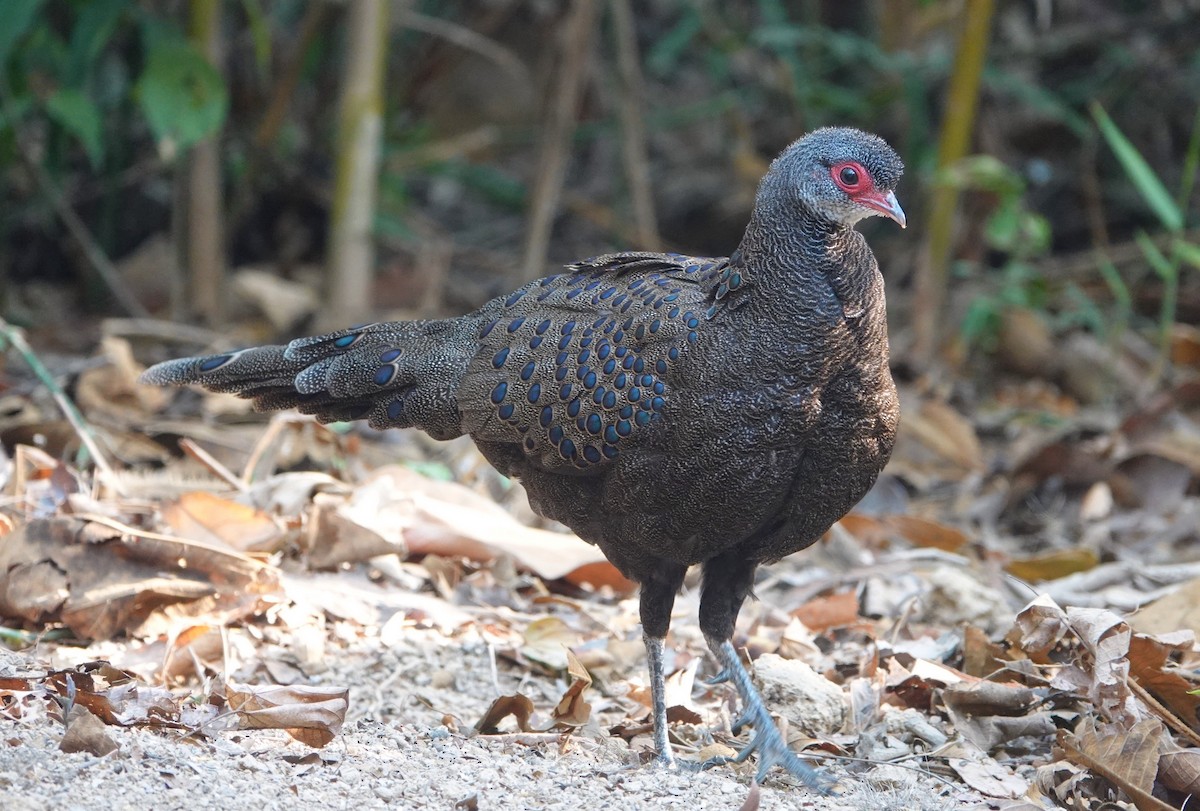 Germain's Peacock-Pheasant - ML560563201