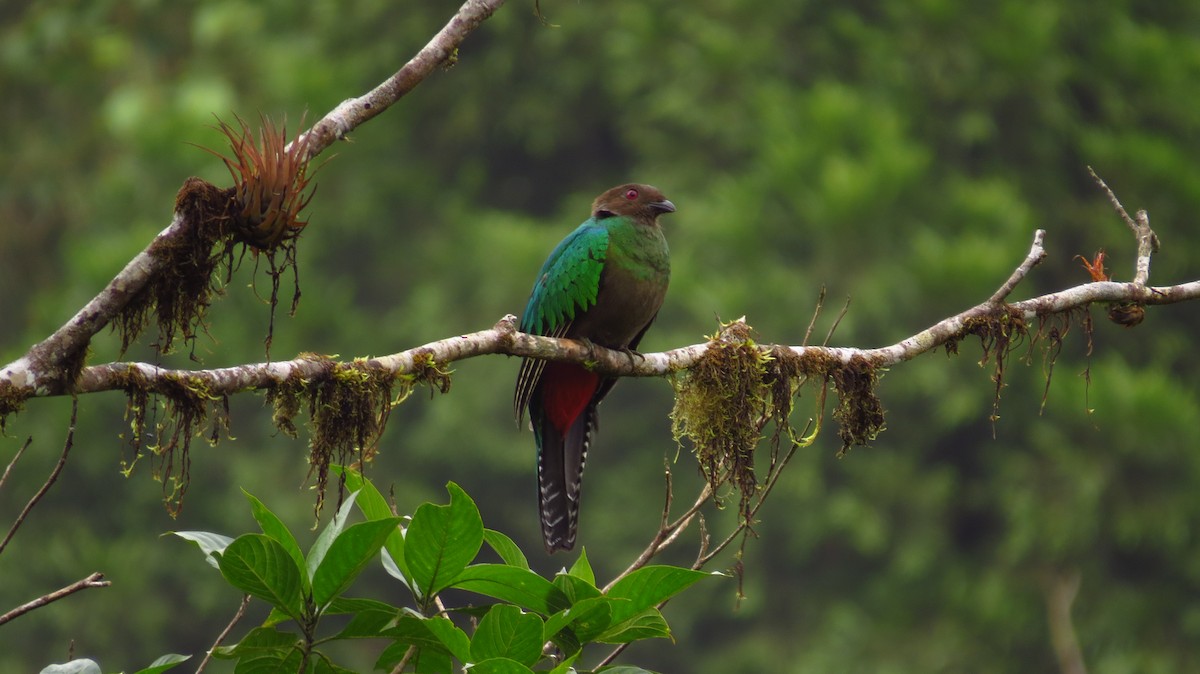 Crested Quetzal - Jorge Muñoz García   CAQUETA BIRDING