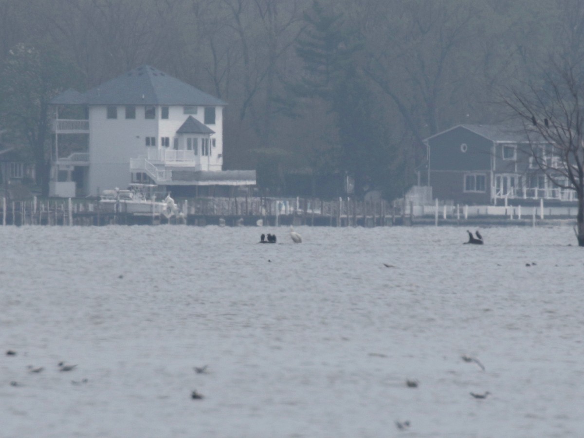 eBird Checklist 20 Apr 2023 Erie Marsh Preserve (Gun Club) 9 species