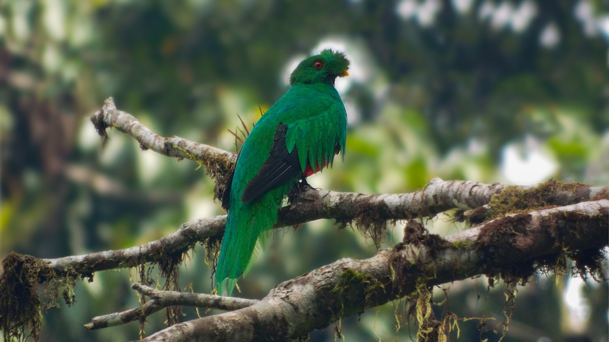 Crested Quetzal - Jorge Muñoz García   CAQUETA BIRDING
