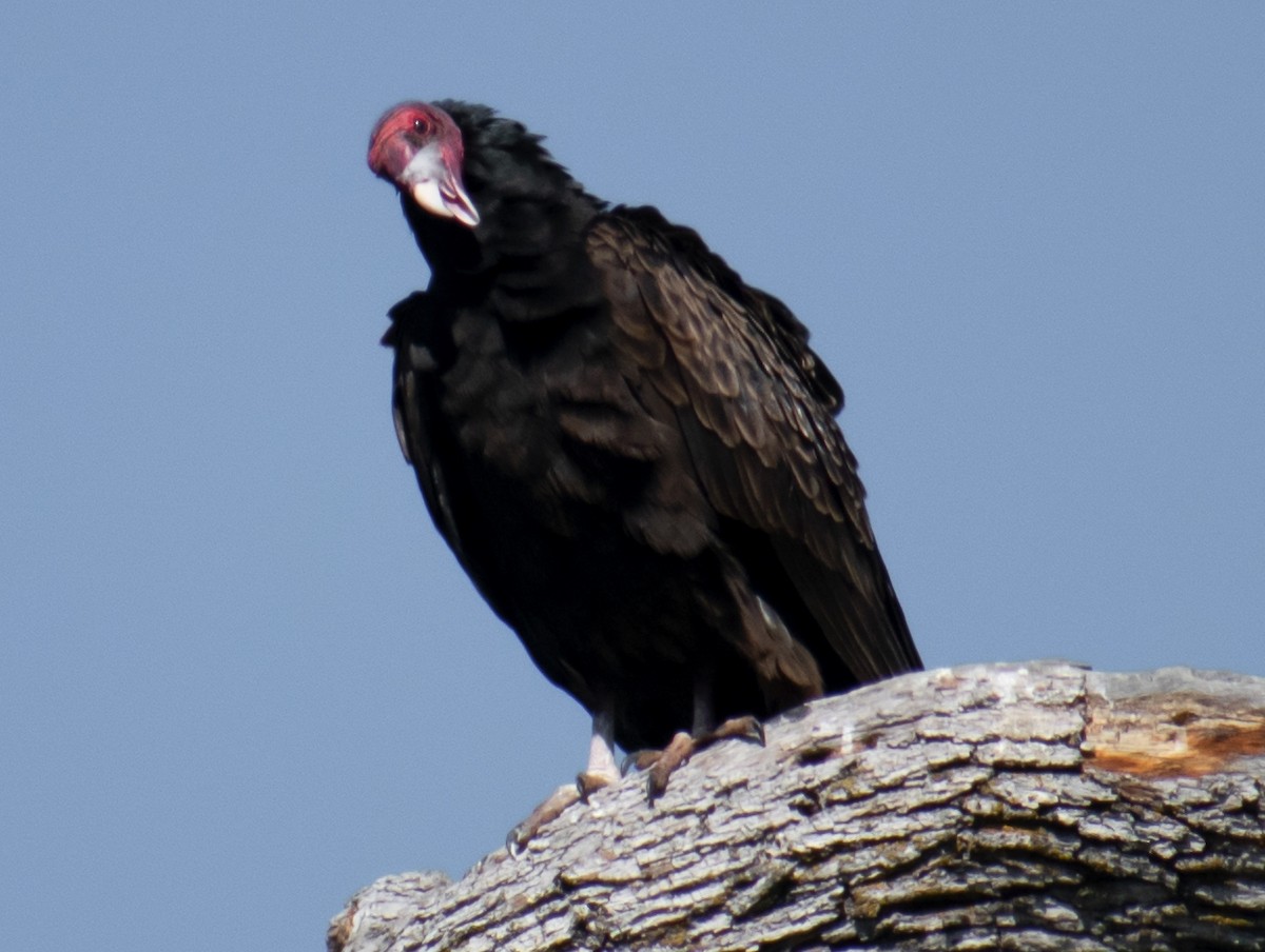 Turkey Vulture - ML560570351