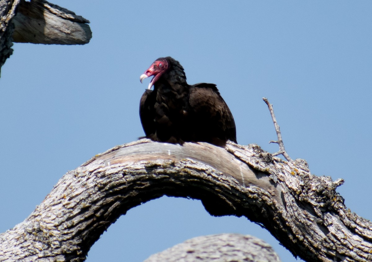 Turkey Vulture - ML560570391