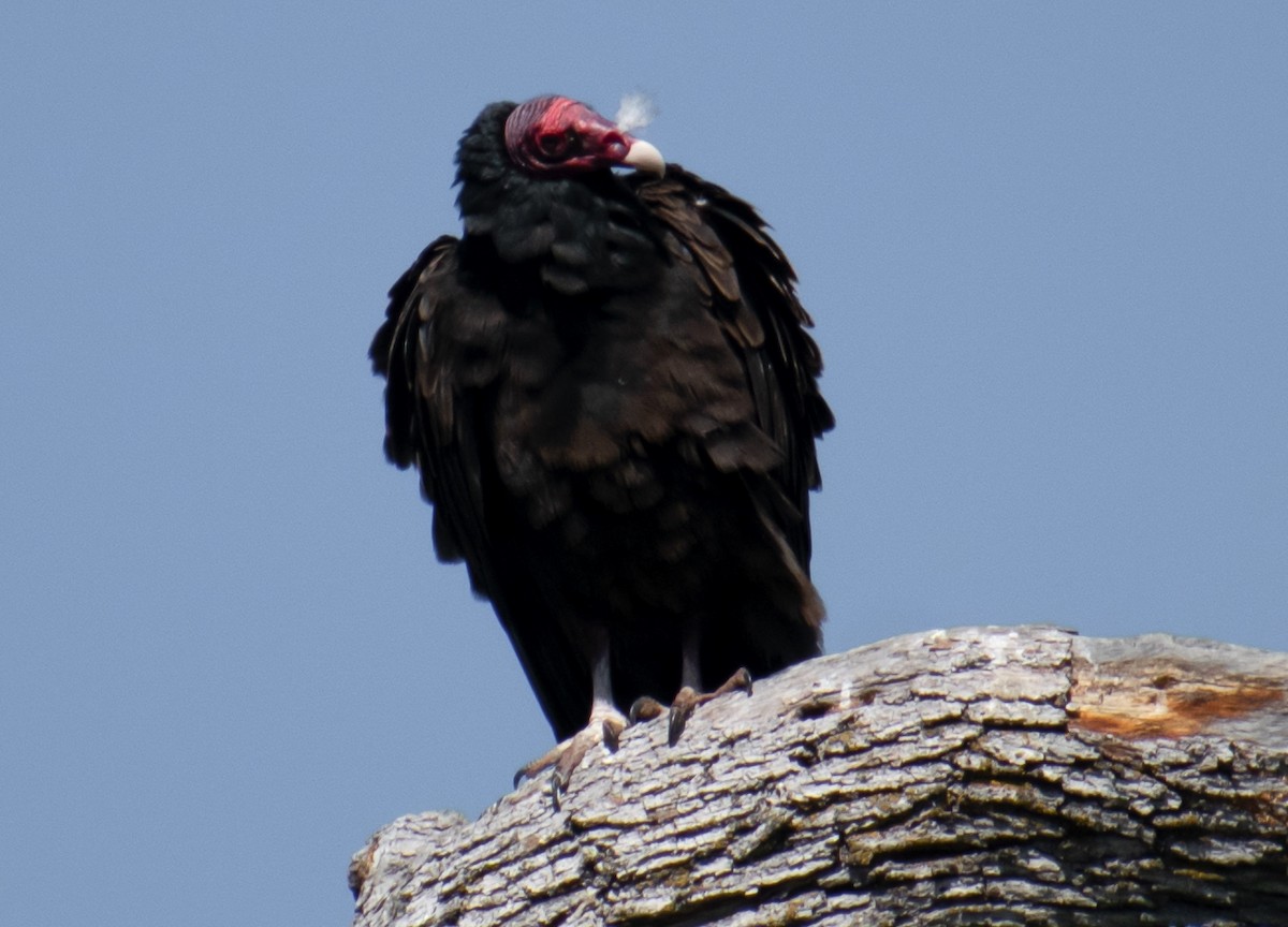 Turkey Vulture - ML560570401