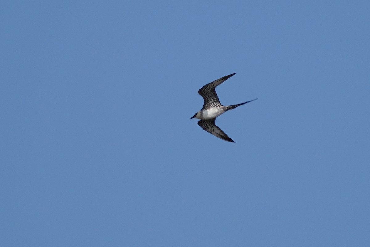 Long-tailed Jaeger - ML560572311