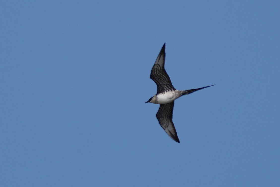 Long-tailed Jaeger - ML560572321
