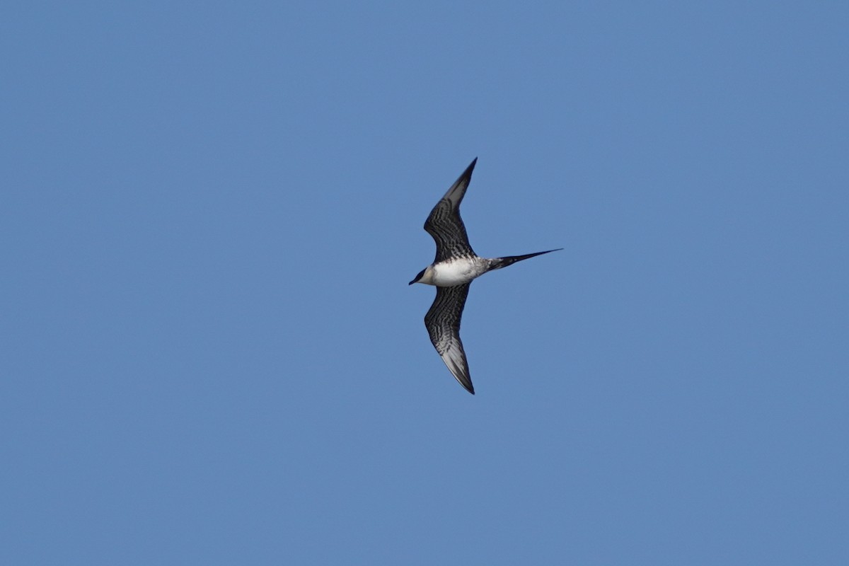 Long-tailed Jaeger - ML560572371