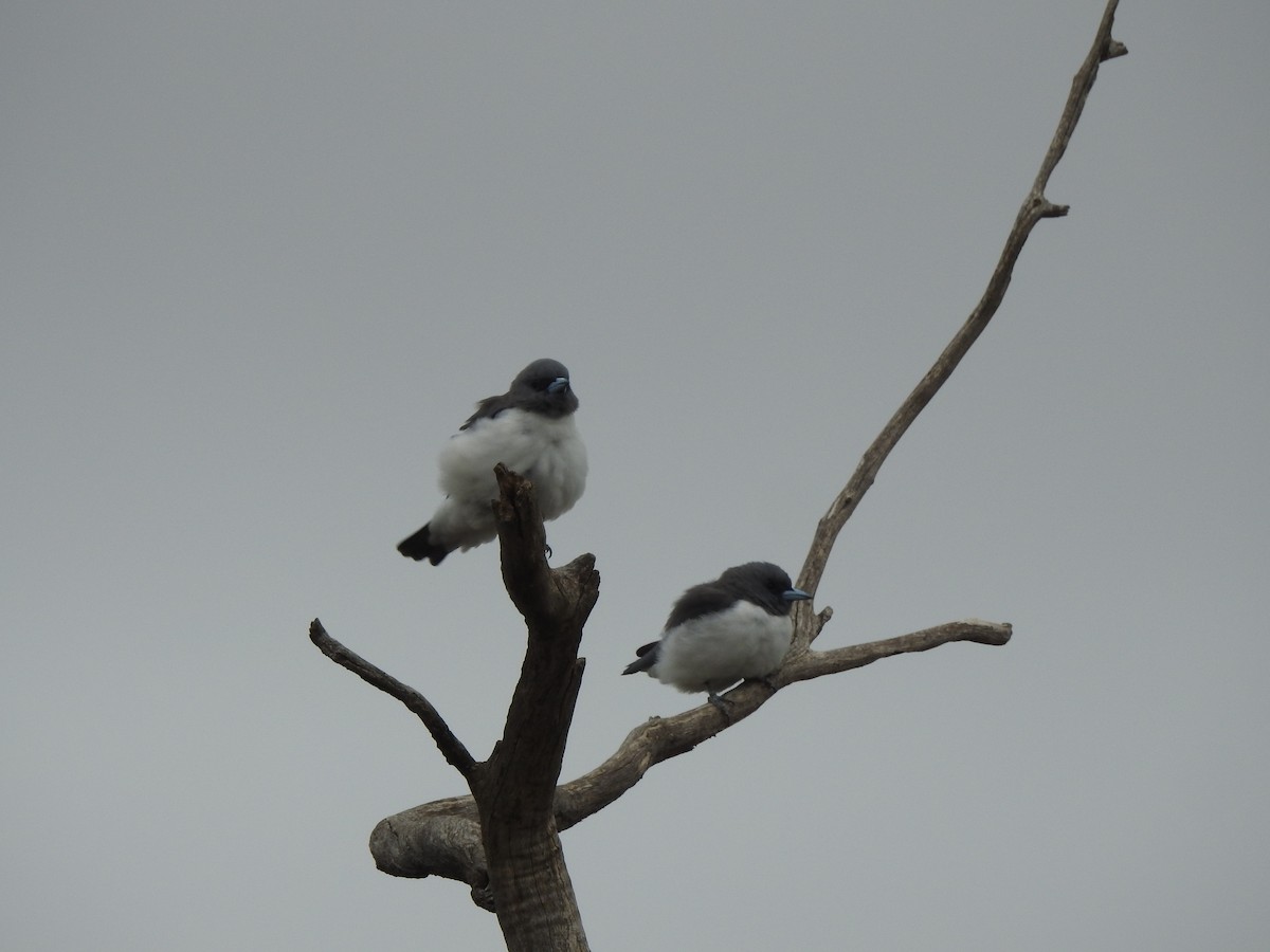 White-breasted Woodswallow - ML560573491
