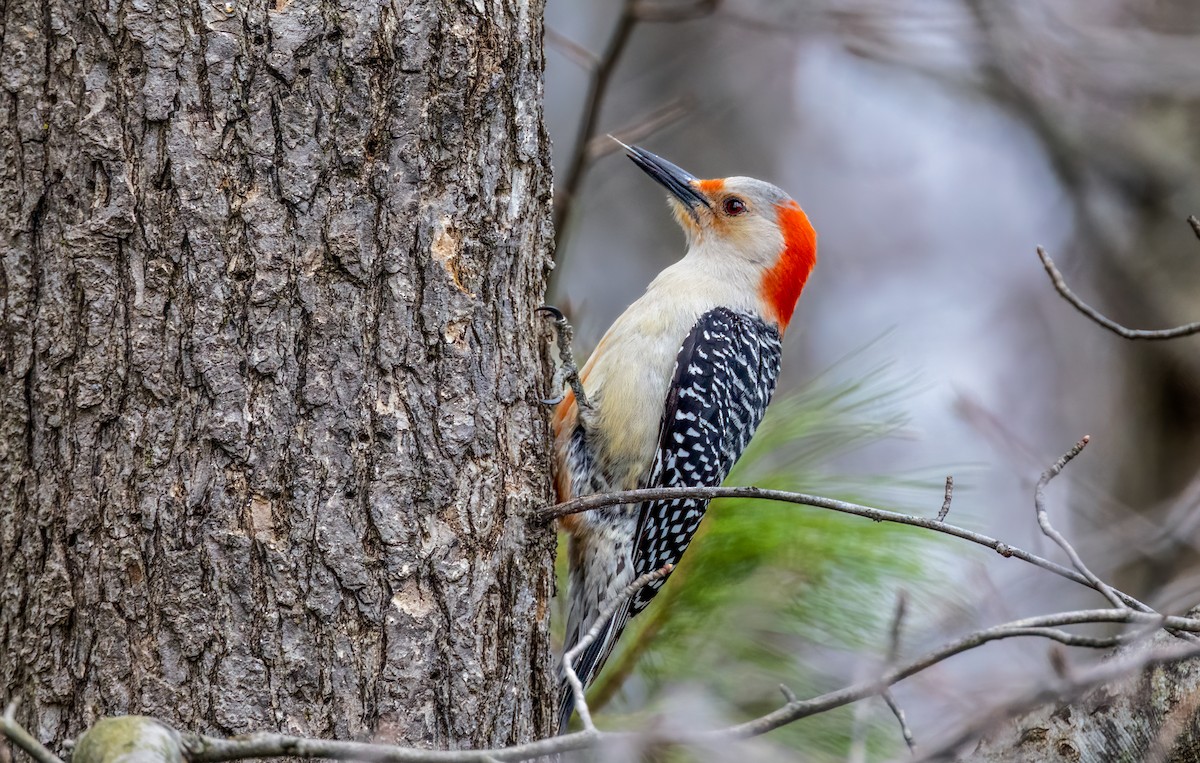 Red-bellied Woodpecker - ML560574701