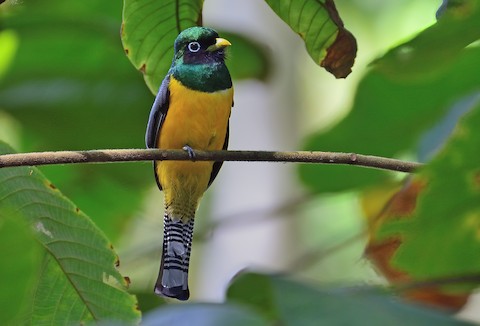 Photos - Northern Black-throated Trogon - Trogon tenellus - Birds of the World