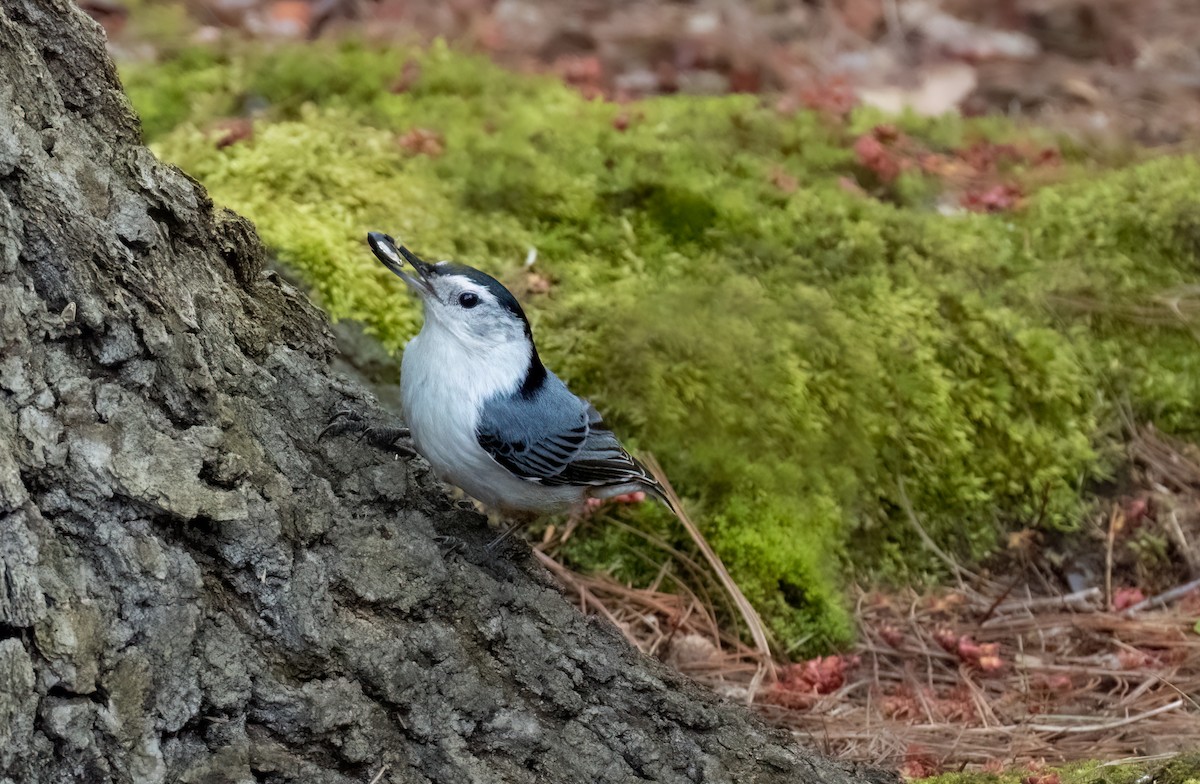 White-breasted Nuthatch - ML560575541