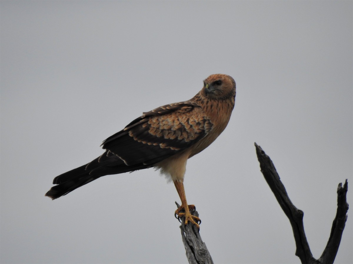 Spotted Harrier - ML560575631