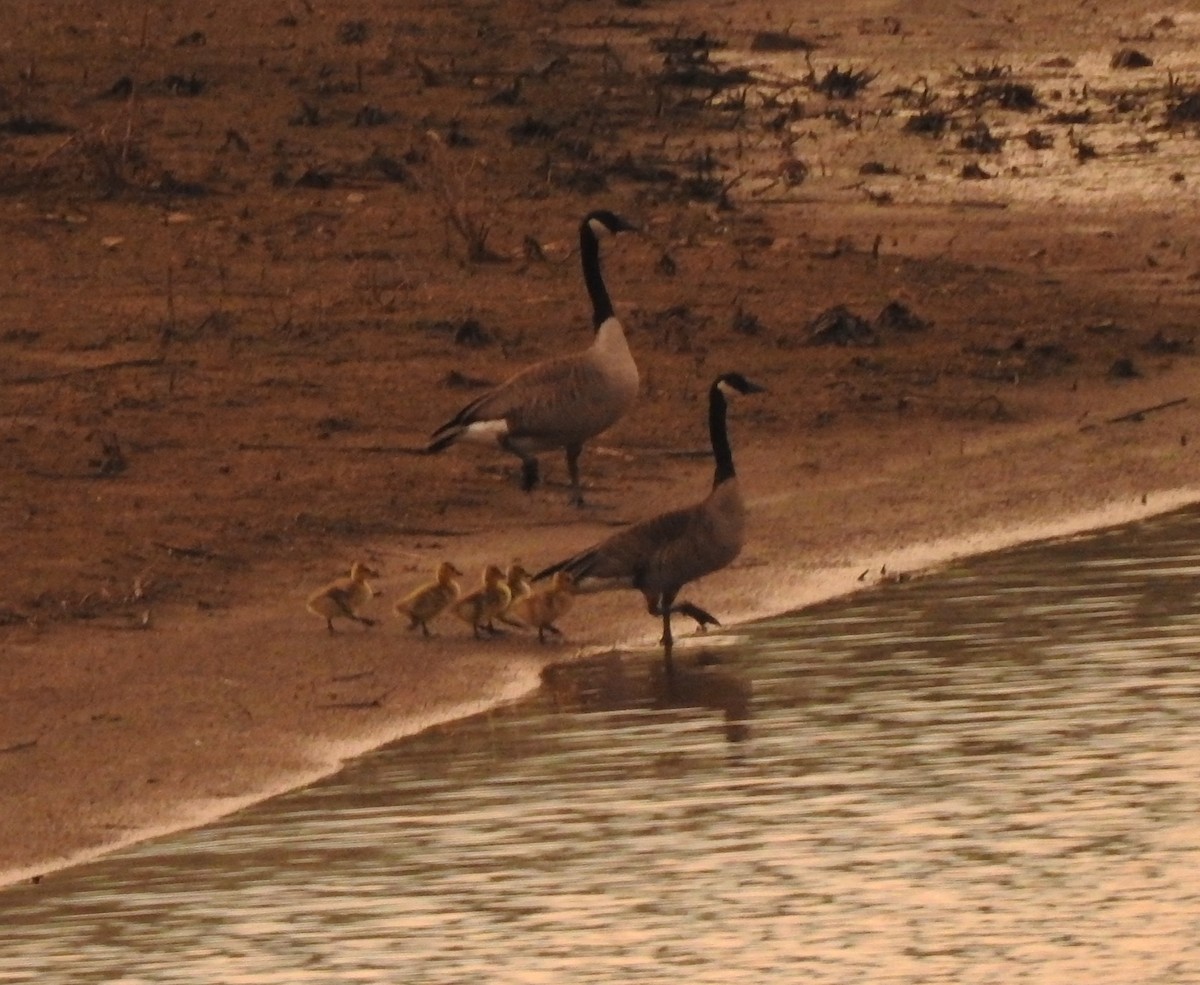 eBird Checklist 20 Apr 2023 Wood Dale Reservoir 20 species (+2