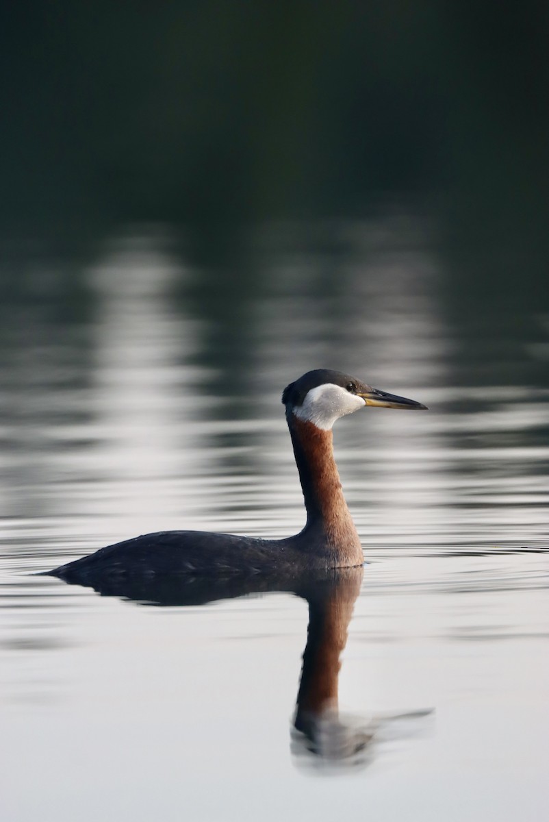 Red-necked Grebe - ML560578051