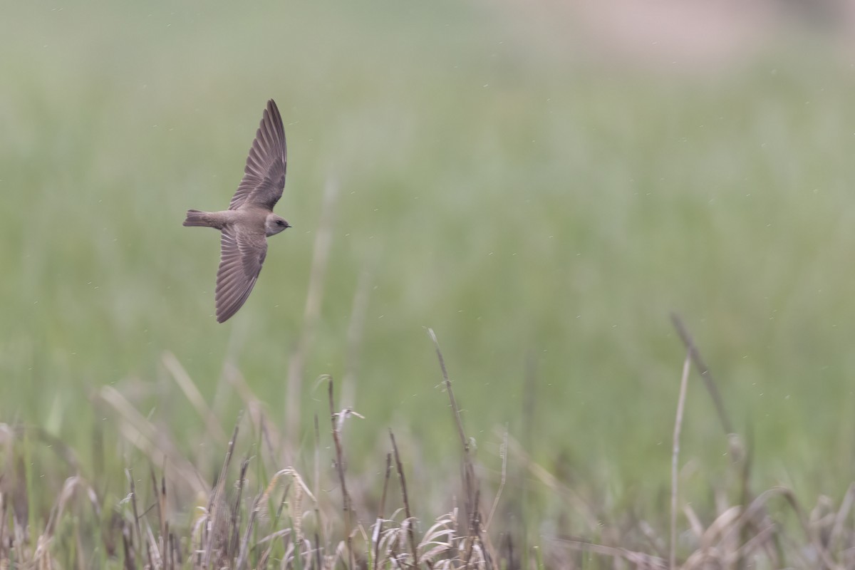 Northern Rough-winged Swallow - ML560578061