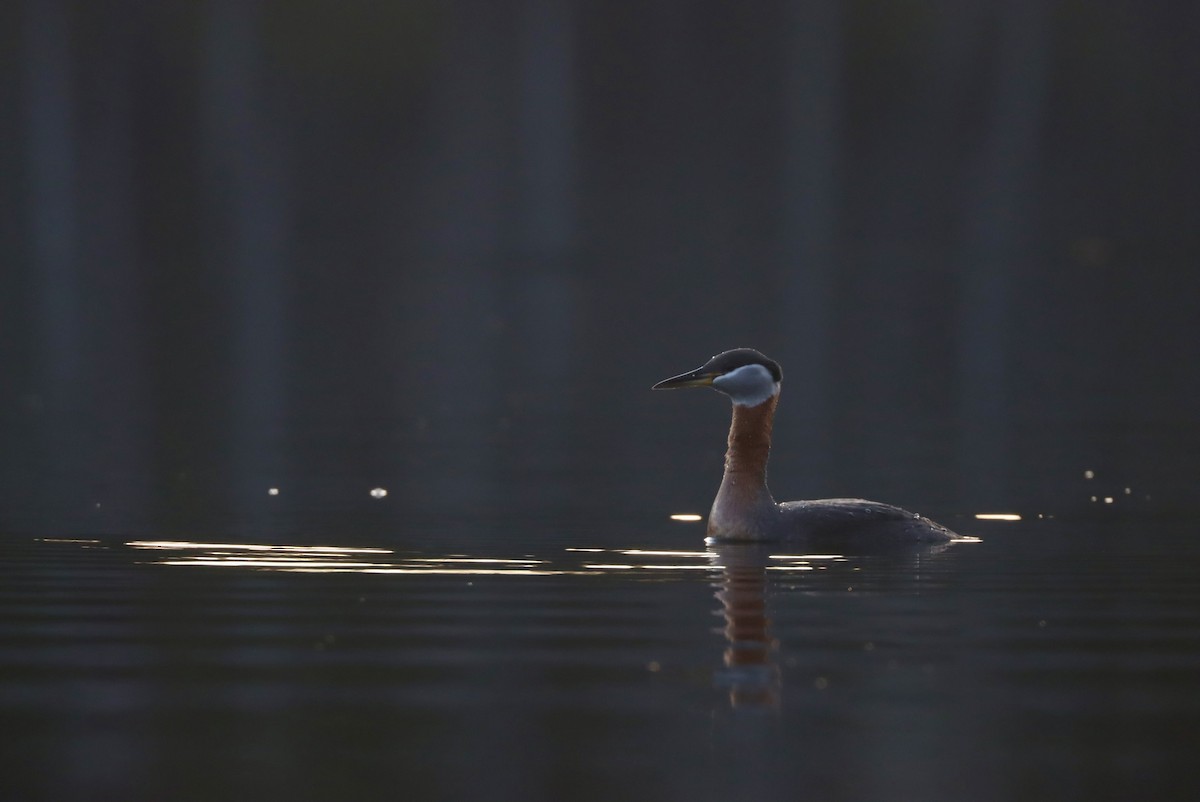 Red-necked Grebe - ML560578531