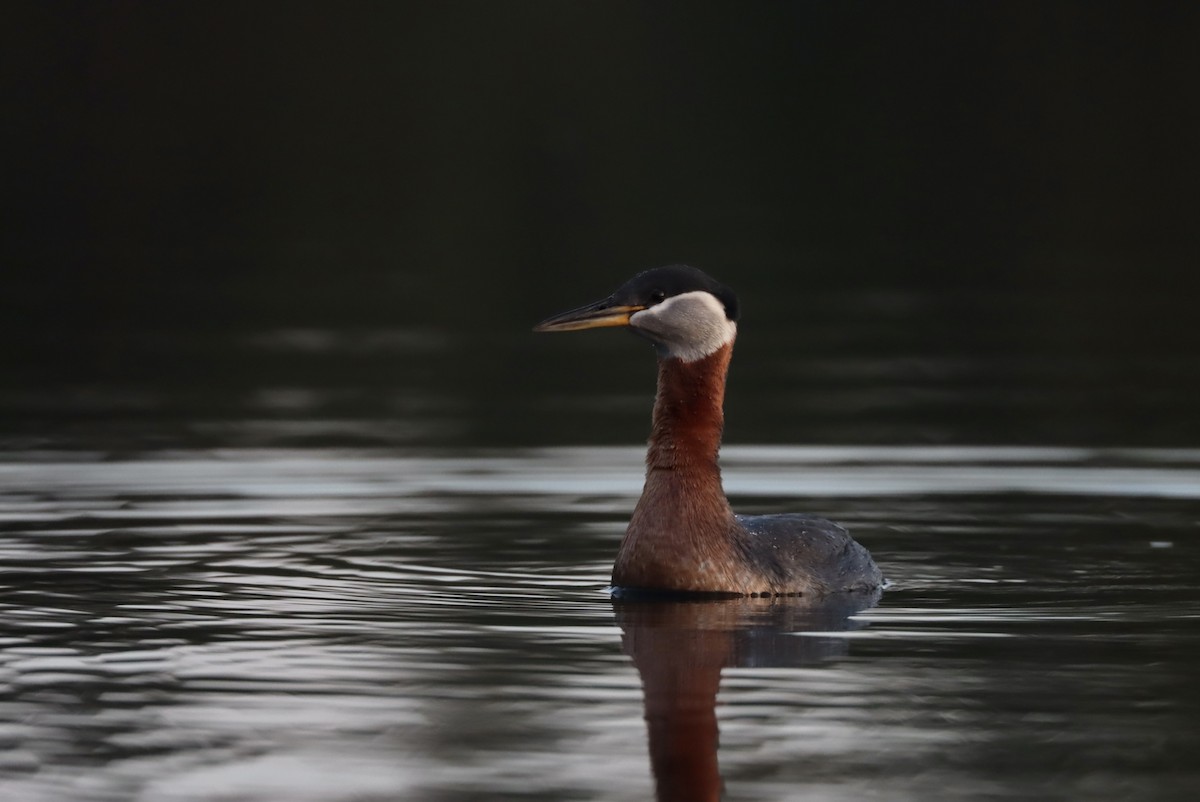 Red-necked Grebe - ML560578681