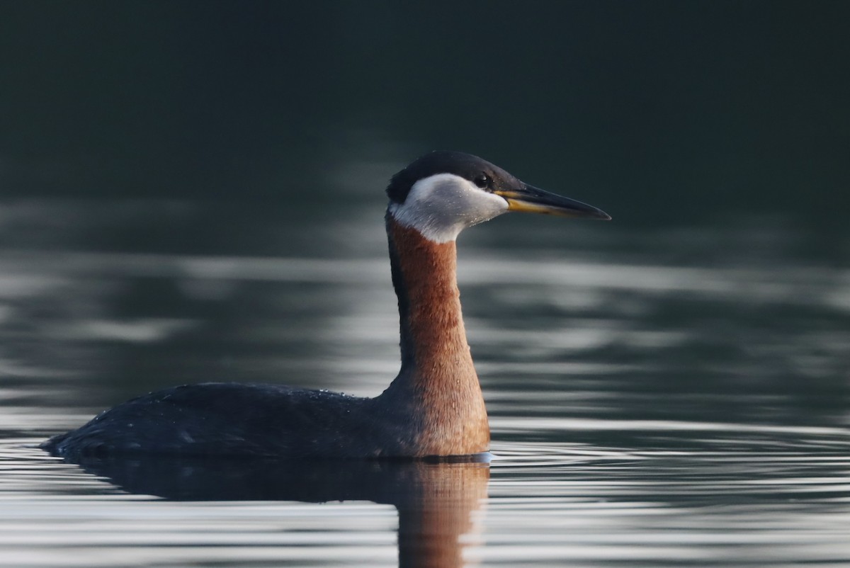 Red-necked Grebe - ML560579201