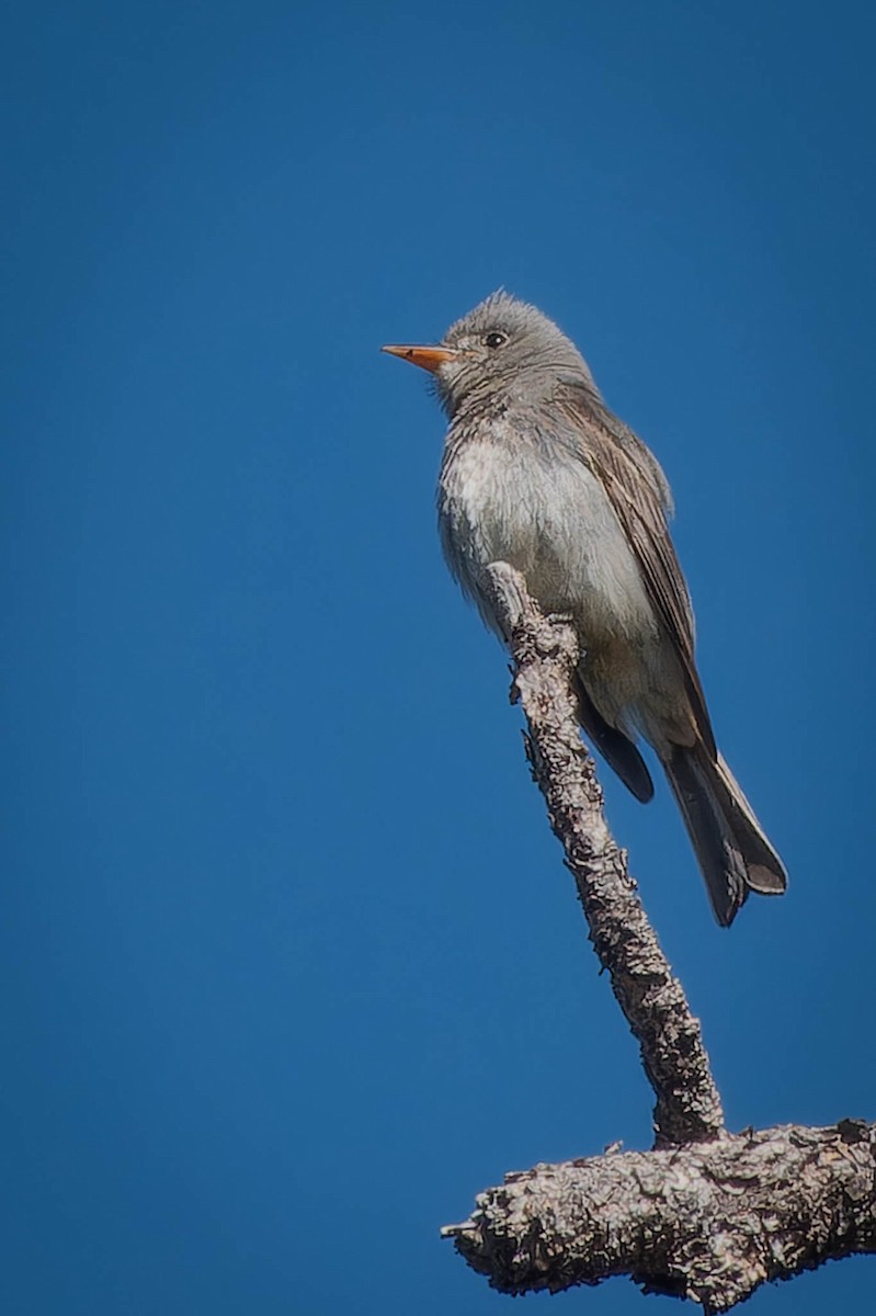 Greater Pewee - ML560579281